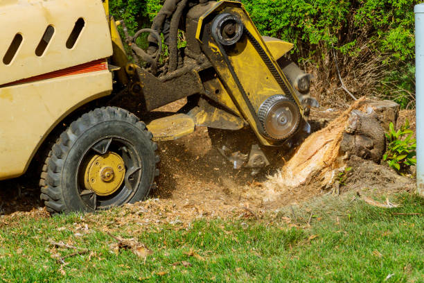 Best Arborist Services Near Me  in San Pablo, CA